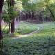 Winding Trail at Lapham Peak State Park, Wisconsin