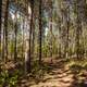 Forest Path at Levis Mound, Wisconsin