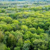 View of the Treetops from Levis Mound