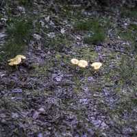 Wild Mushrooms growing on the ground at Levis Mound, Wisconsin