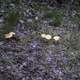 Wild Mushrooms growing on the ground at Levis Mound, Wisconsin