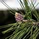 Young Pine Cones