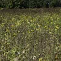 Tall Grasses at Cherokee Marsh