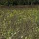 Tall Grasses at Cherokee Marsh