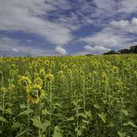 Backs of the sunflowers under the skies