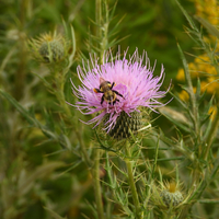 Bee on a red flower