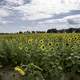 Blossoming sunflowers in the farm under the clouds