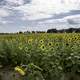 Blossoming sunflowers in the farm under the clouds