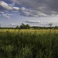 Cherokee Marsh landscape with grasses