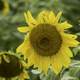 Close-up Detail of Sunflower 