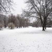 Colored Trees in snowstorm in winter landscape