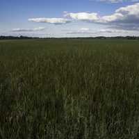 Complete landscape of Marsh Grasses at Cherokee Marsh
