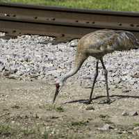 Crane by the railtracks