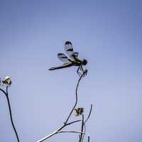 Dragonfly landing on plant