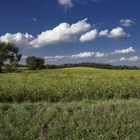 Far View of the landscape of yellow cropfields