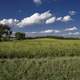 Far View of the landscape of yellow cropfields