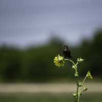 Female Red Winged Blackbird on sunflower