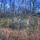 Cherokee Marsh Forest in Madison, Wisconsin