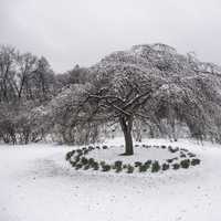 Frozen Trees in the winter with circle of plants