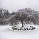 Frozen Trees in the winter with circle of plants