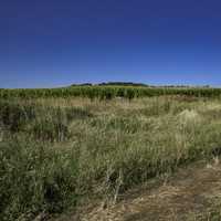 Grass besides the Corn Fields in the Yahara Segment of the Cherokee Marsh