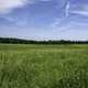 Grassland landscape under skies