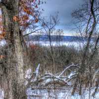 Lake Wingra through Forest in Madison, Wisconsin