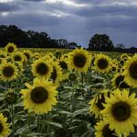 Large Sunflowers blooming at the Pope Conservancy Farm