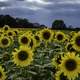 Large Sunflowers blooming at the Pope Conservancy Farm