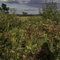 Leaves, grasses, and bushes at Cherokee Marsh