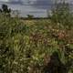 Leaves, grasses, and bushes at Cherokee Marsh