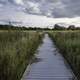 Long Boardwalk within Cherokee Marsh