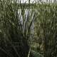 Looking through the reed grass at Cherokee Marsh