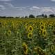 Lots of sunflowers at Pope Conservancy Farm