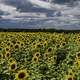 Lots of Sunflowers under the sky