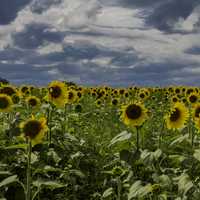 Many heads of sunflowers under clouds
