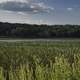 Marsh Landscape with Tree Line in Back at Cherokee Marsh