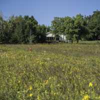 Person walking through the grass and flowers at Cherokee Marsh