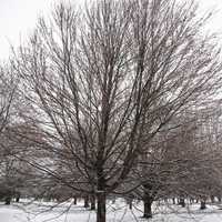 Red Trees with flowers in winter