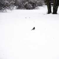 Robin in the snow