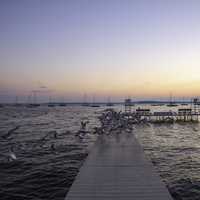 Seagulls taking off from the pier at dawn