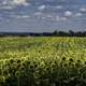 Straight rows of yellow sunflowers across the farm