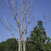 Tall Bare Tree at Cherokee Marsh