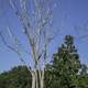 Tall Bare Tree at Cherokee Marsh