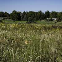 Tall Grass and yellow flowers with two houses at Cherokee Marsh