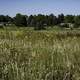 Tall Grass and yellow flowers with two houses at Cherokee Marsh