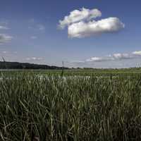Tall Marsh Grasses under clouds at Cherokee Marsh