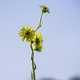 Tall Sunflower Plant