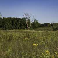 Trees and Grass at Cherokee Marsh