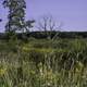 Trees and Wild Grasses at Cherokee Marsh